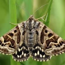 Attēlu rezultāti vaicājumam “Callistege mi”