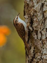 Attēlu rezultāti vaicājumam “Certhia familiaris”