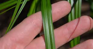 Attēlu rezultāti vaicājumam “Carex sylvatica fruit”