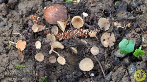 Attēlu rezultāti vaicājumam “Ciboria amentacea”