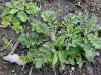 Attēlu rezultāti vaicājumam “Jacobaea vulgaris leaf”