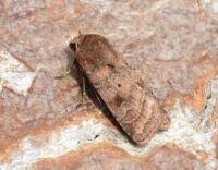 Attēlu rezultāti vaicājumam “Diarsia florida”