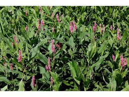 Attēlu rezultāti vaicājumam “Polygonum amphibium leaf”