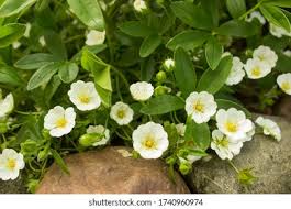 Attēlu rezultāti vaicājumam “Potentilla alba”