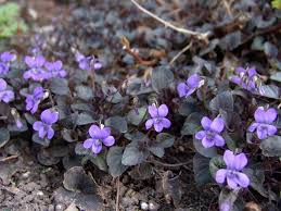 Attēlu rezultāti vaicājumam “Viola riviniana”