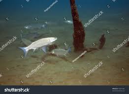 Image result for Crenimugil seheli