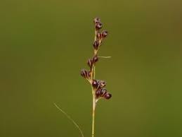 Attēlu rezultāti vaicājumam “Juncus gerardii bud”