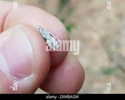 Attēlu rezultāti vaicājumam “Hypatima rhomboidella”