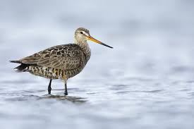 Image result for Limosa haemastica