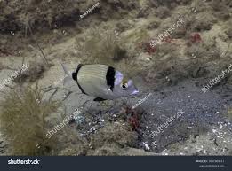 Image result for Diplodus vulgaris