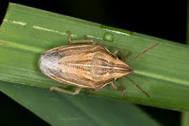 Attēlu rezultāti vaicājumam “Aelia acuminata”