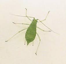 Attēlu rezultāti vaicājumam “Acyrthosiphon”