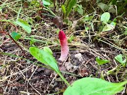 Attēlu rezultāti vaicājumam “Mutinus ravenelii”