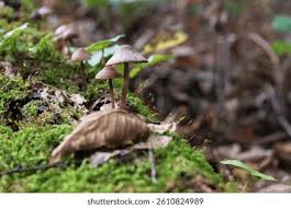 Attēlu rezultāti vaicājumam “Mycena purpureofusca”