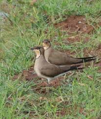 Image result for Glareola maldivarum