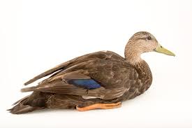 Image result for Anas rubripes