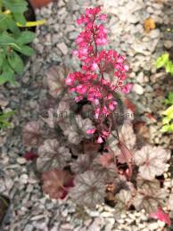 Image result for Heuchera `Swirling Fantasy`