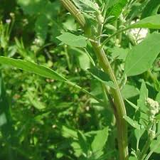 Attēlu rezultāti vaicājumam “Chenopodium album flower”