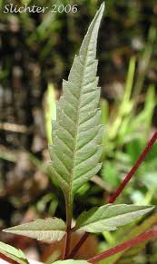 Attēlu rezultāti vaicājumam “Bidens frondosa fruit”