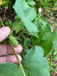Attēlu rezultāti vaicājumam “Cannabaceae”