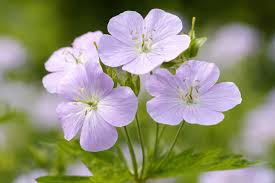 Attēlu rezultāti vaicājumam “Geranium bohemicum flower”