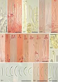 Attēlu rezultāti vaicājumam “Orbilia sp.”