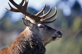 Attēlu rezultāti vaicājumam “Cervus elaphus”