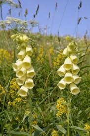 Image result for Digitalis grandiflora
