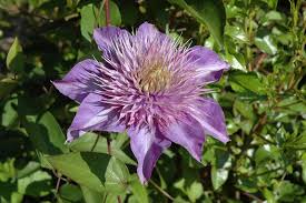 Image result for clematis multi blue