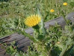 Attēlu rezultāti vaicājumam “Sonchus asper flower”