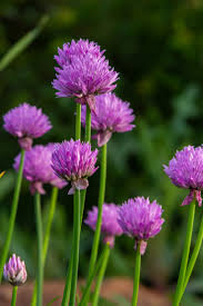 Attēlu rezultāti vaicājumam “Allium schoenoprasum flower”