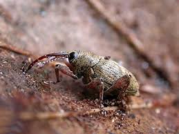 Attēlu rezultāti vaicājumam “Curculio nucum”