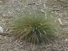 Attēlu rezultāti vaicājumam “Festuca ovina flower”