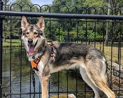 Image result for Braveheart Fencing