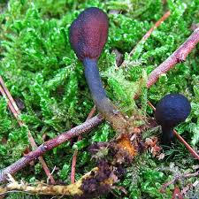 Attēlu rezultāti vaicājumam “Cordyceps ophioglossoides”