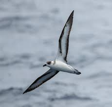 Image result for Pterodroma hasitata