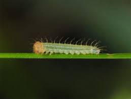 Attēlu rezultāti vaicājumam “Lopinga achine underside”