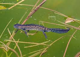 Attēlu rezultāti vaicājumam “Triturus cristatus”