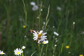 Attēlu rezultāti vaicājumam “Hoplia parvula”