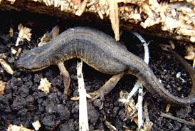 Attēlu rezultāti vaicājumam “Triturus vulgaris female”