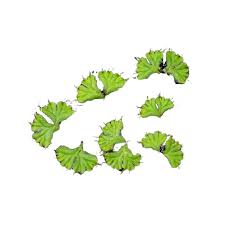 Attēlu rezultāti vaicājumam “Ricciocarpos natans”