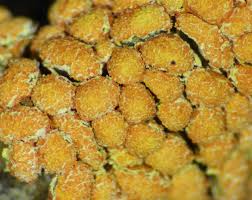 Attēlu rezultāti vaicājumam “Physarum contextum spores”