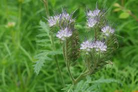 Attēlu rezultāti vaicājumam “Phacelia tanacetifolia leaf”