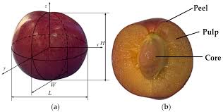 Attēlu rezultāti vaicājumam “Cerasus fruit”