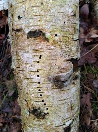 Attēlu rezultāti vaicājumam “Scolytus ratzeburgi”