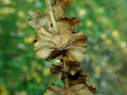 Attēlu rezultāti vaicājumam “Pterocarya fraxinifolia flower”