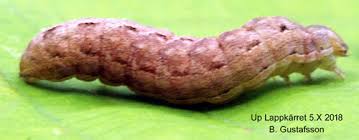 Attēlu rezultāti vaicājumam “Hadula trifolii”