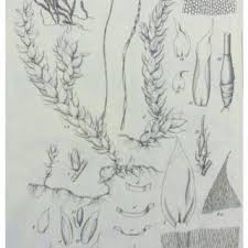 Attēlu rezultāti vaicājumam “Hygrohypnum luridum”