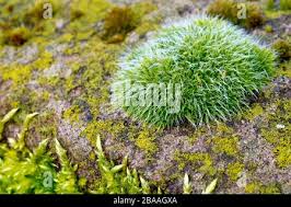 Attēlu rezultāti vaicājumam “Grimmia pulvinata sporophyte”