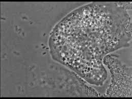 Attēlu rezultāti vaicājumam “Didymium nigripes”
